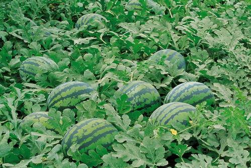 莒县网红吃瓜群微信号,微信朋友圈里的热门话题聚集地