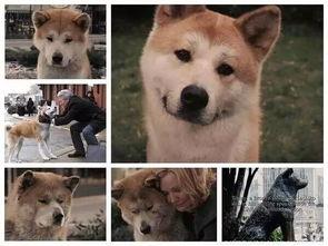 娱乐吃瓜酱怕狗大哥